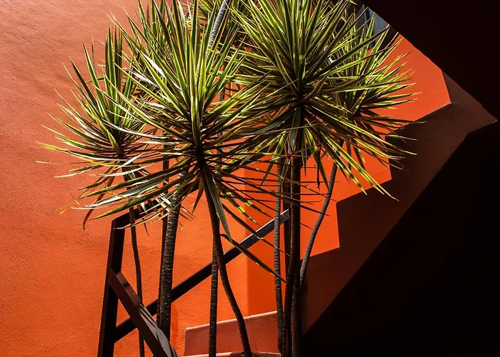 The Red Tree House Mexico City
